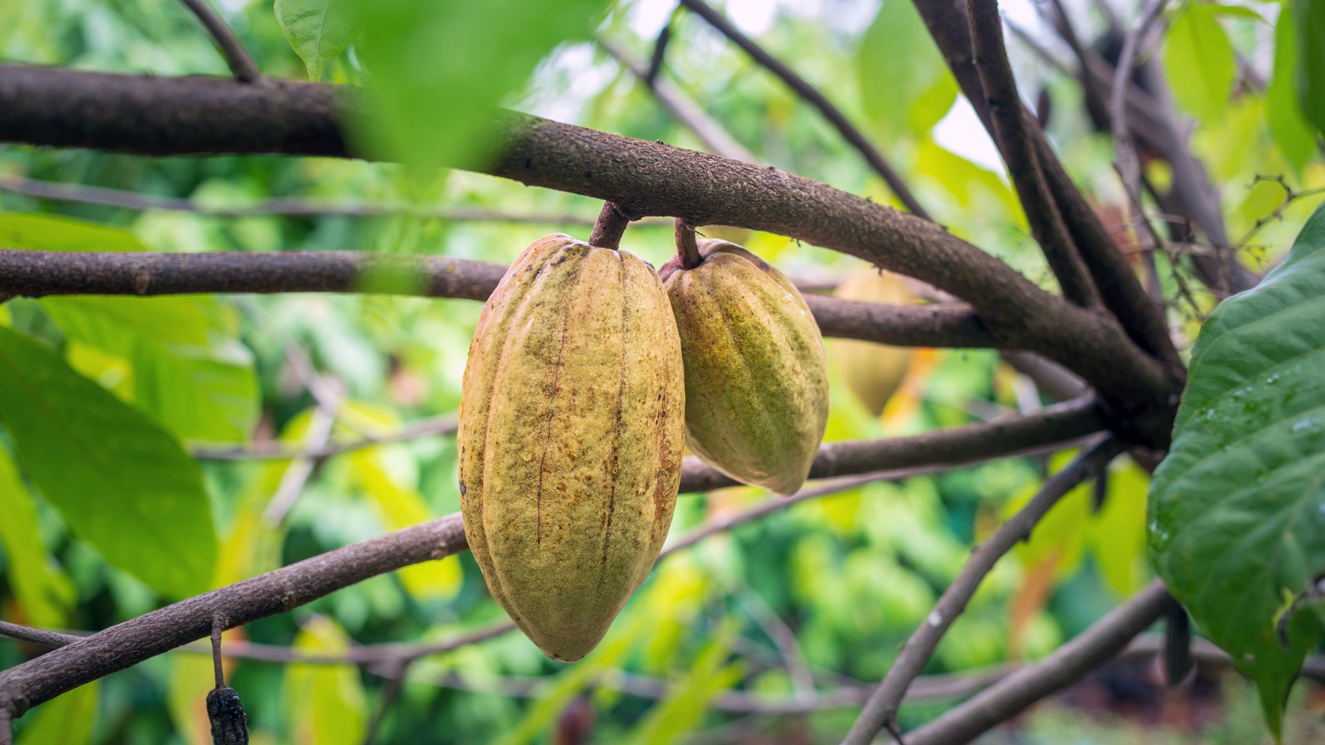 Kakao Sulawesi Selatan