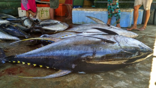 Tuna Sulawesi Selatan